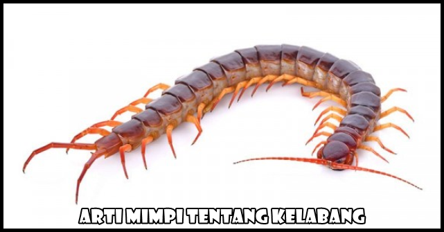 معنى الأحلام عن Centipede.jpg