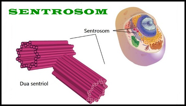 सेंट्रोसोम फ़ंक्शन