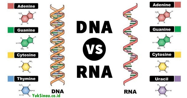 Différence entre l'ADN et l'ARN