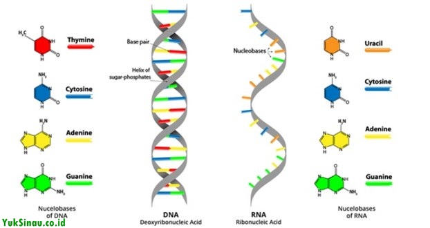 डीएनए और आरएनए की संरचना में अंतर