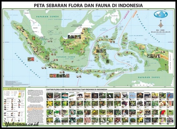 Carte de la répartition de la flore et de la faune en Indonésie