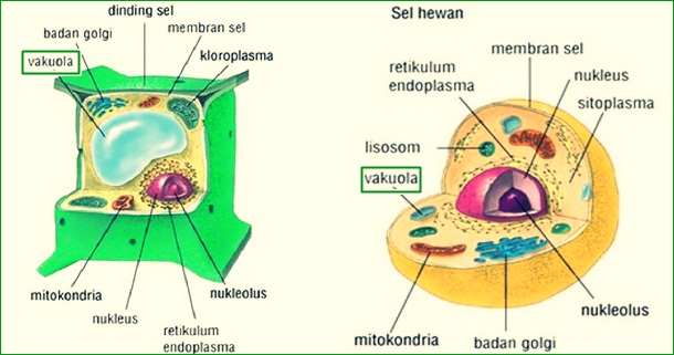 Struktur Vakuola
