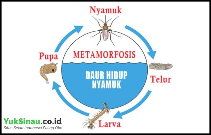 Métamorphose des moustiques