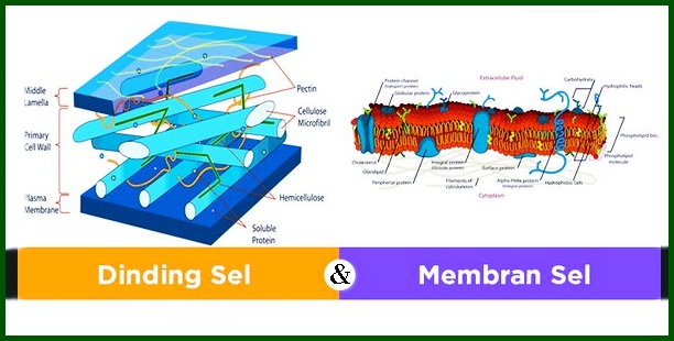 Parois cellulaires végétales et membranes cellulaires