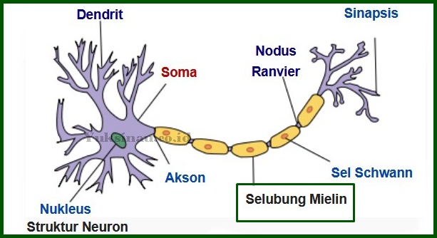 Myelin sheath function