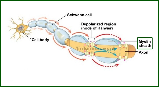 Myelin Sheath Pictures