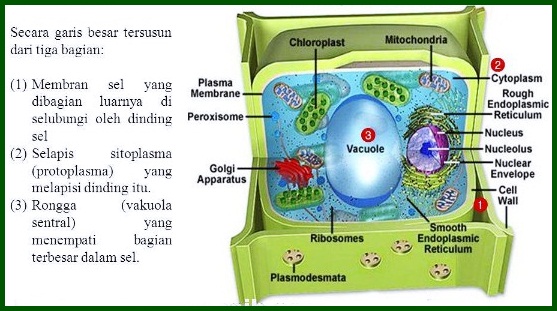 هيكل جدار الخلية النباتية